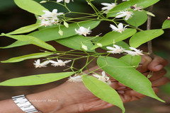 Wrightia tinctoria subsp. rothii